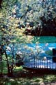 Spring_Blossoms