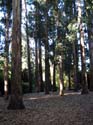 07-Eucalyptus_Grove