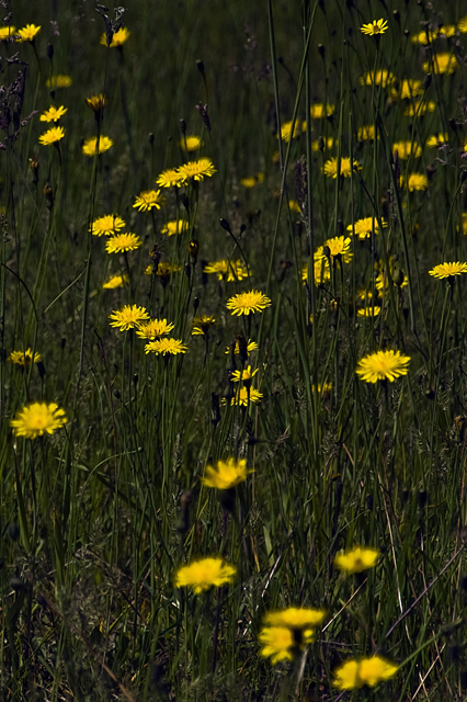 12_new_DSC_0055