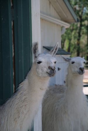 Llamas