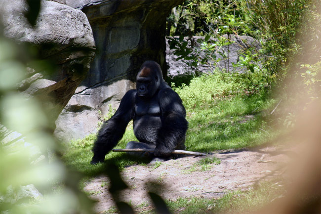 Gorilla