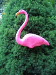 Pink Flamingo