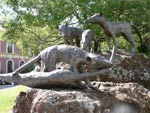 Dingos
