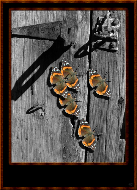 Butterflies on door
