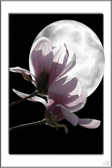 Moon & magnolias