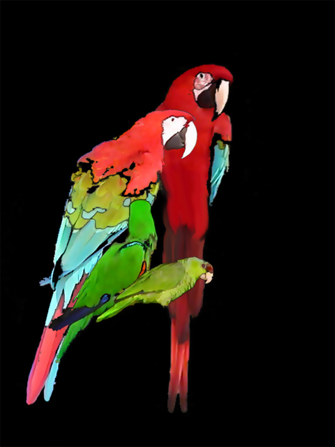Parrots