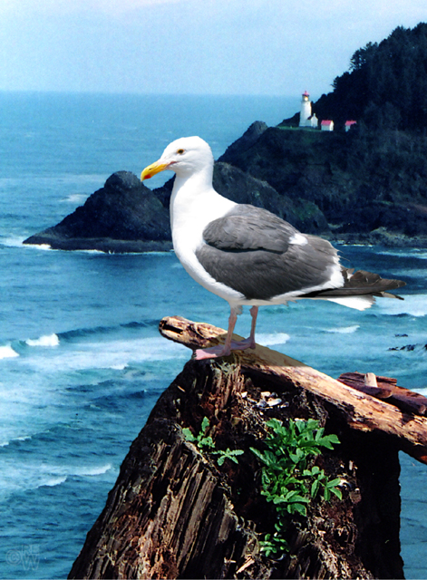 Gull & Heceta Light