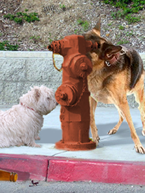 Dogs & Hydrant
