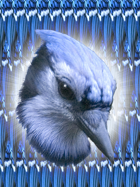 Jay Close-Up