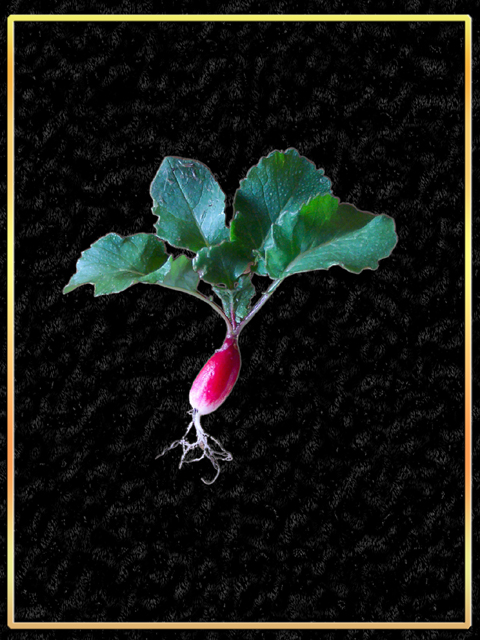 Radish Black Velvet