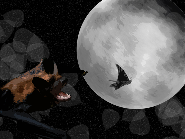 Moth Hunt