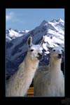 Llamas in the Andes