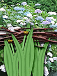 Web Zinnia