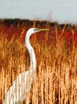 Egret & reeds