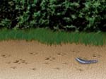 Jay Meets Cat