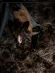 Bat Cave